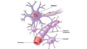 Астроциты головного мозга