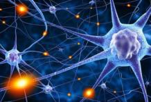 Нейрофизиология — это что такое?