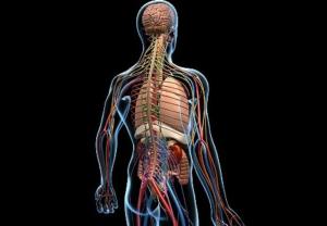 Соматическая нервная система