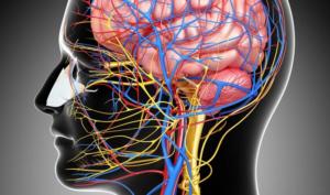 Что такое нервная система 