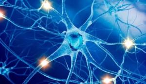 Центральная нервная система и мозг