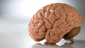 Головной мозг и его функции