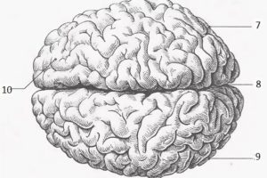 Кора головного мозга: особенности