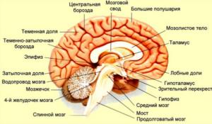 Синдром Герстманна-Штреусслера-Шейнкера: причины