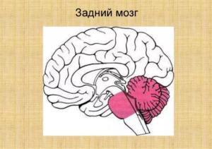 Центральная нервная система и мозг